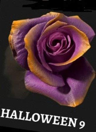 Rosa Gr Ec Tinted Halloween 9 50 cm