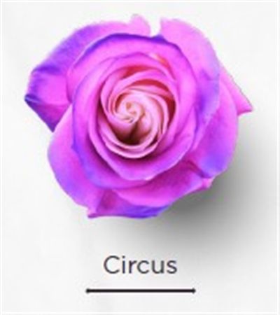 Rosa Gr Ec Tinted Circus 50 cm