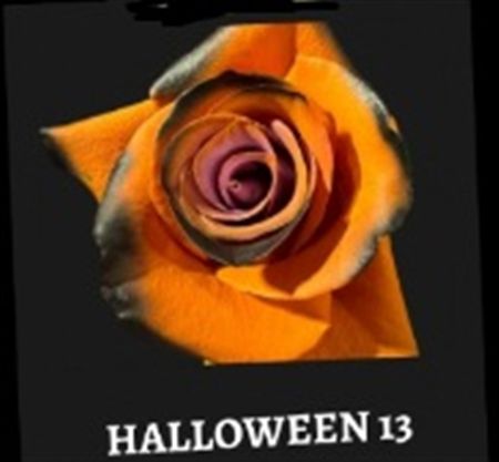 Rosa Gr Ec Tinted Halloween 13 50 cm