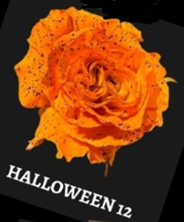 Rosa Gr Ec Tinted Halloween 12 50 cm