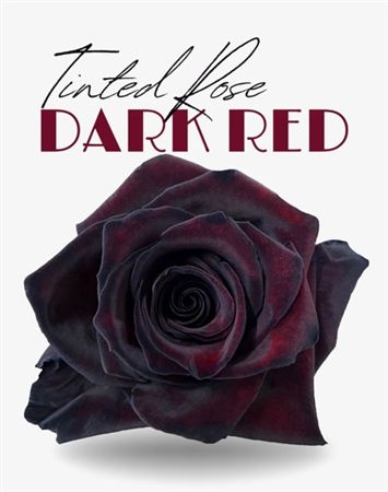 Rosa Gr Ec Tinted Dark Red 50 cm