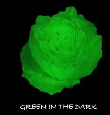 Rosa Gr Ec Tinted Glow In The Dark 50 cm