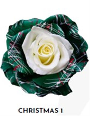 Rosa Gr Ec Tinted Xmas 1 50 cm