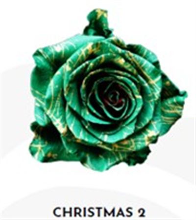 Rosa Gr Ec Tinted Xmas 2 50 cm