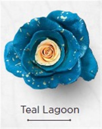 Rosa Gr Ec Tinted Teal Lagoon 50 cm