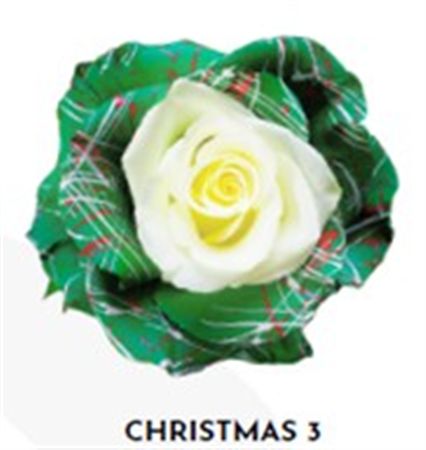 Rosa Gr Ec Tinted Xmas 3 50 cm