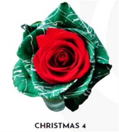 Rosa Gr Ec Tinted Xmas 4 50 cm