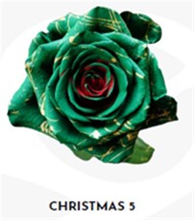 Rosa Gr Ec Tinted Xmas 5 50 cm