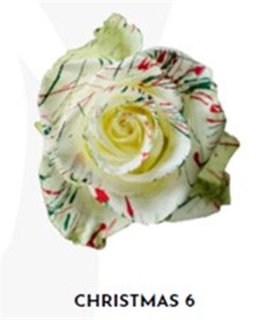 Rosa Gr Ec Tinted Xmas 6 50 cm