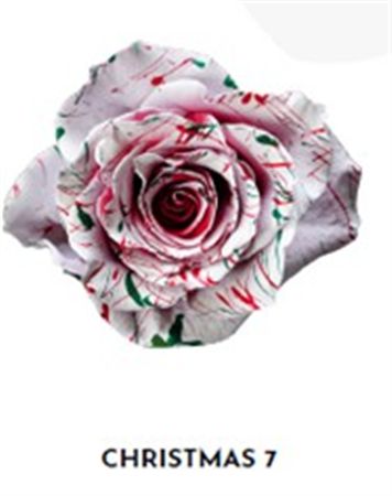 Rosa Gr Ec Tinted Xmas 7 50 cm