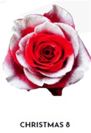 Rosa Gr Ec Tinted Xmas 8 50 cm