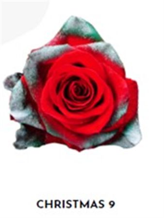 Rosa Gr Ec Tinted Xmas 9 50 cm