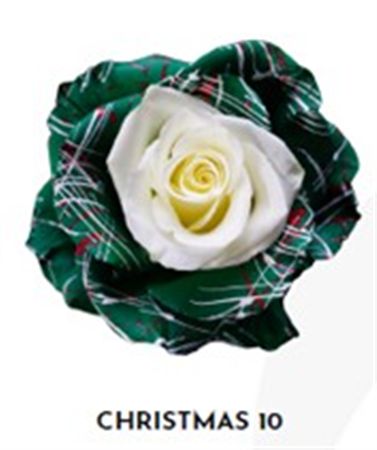 Rosa Gr Ec Tinted Xmas 10 50 cm