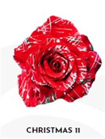 Rosa Gr Ec Tinted Xmas 11 50 cm