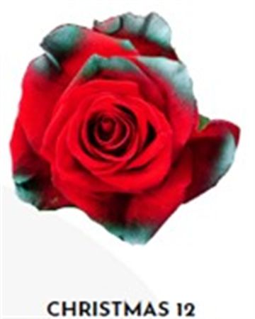 Rosa Gr Ec Tinted Xmas 12 50 cm