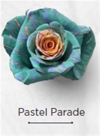Rosa Gr Ec Tinted Pastel Parade 50 cm