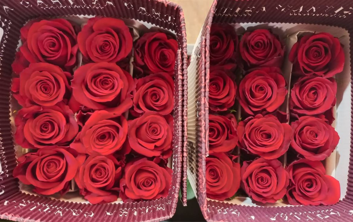Rosa Gr Ec Sexy Red 40 cm