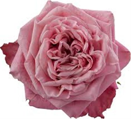Rosa Gr Ec Art Deco 50 cm