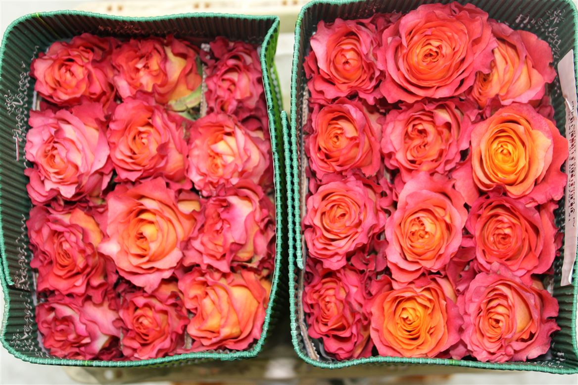 Rosa Gr Ec Free Spirit 60 cm