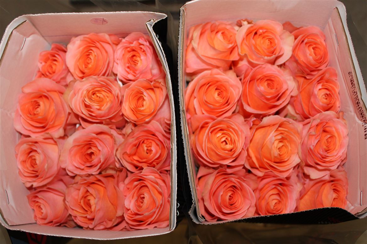 Rosa Gr Ec Coral Reef 50 cm