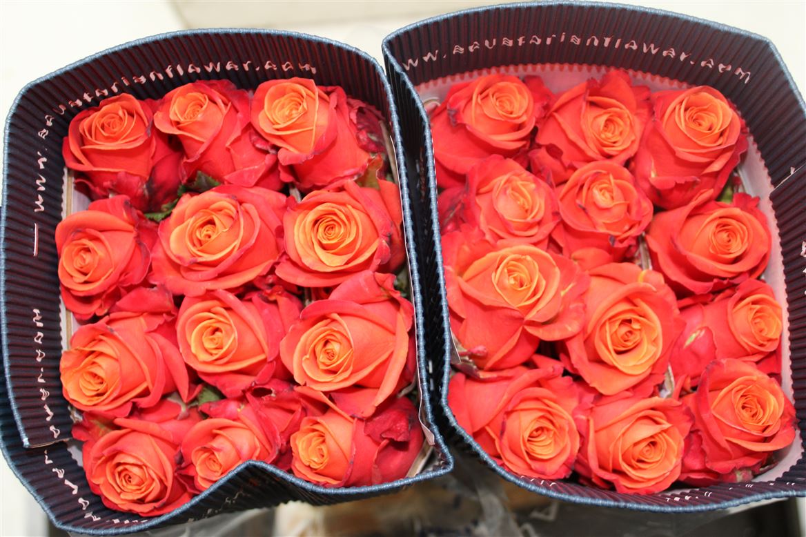 Rosa Gr Ec Orange Crush 40 cm