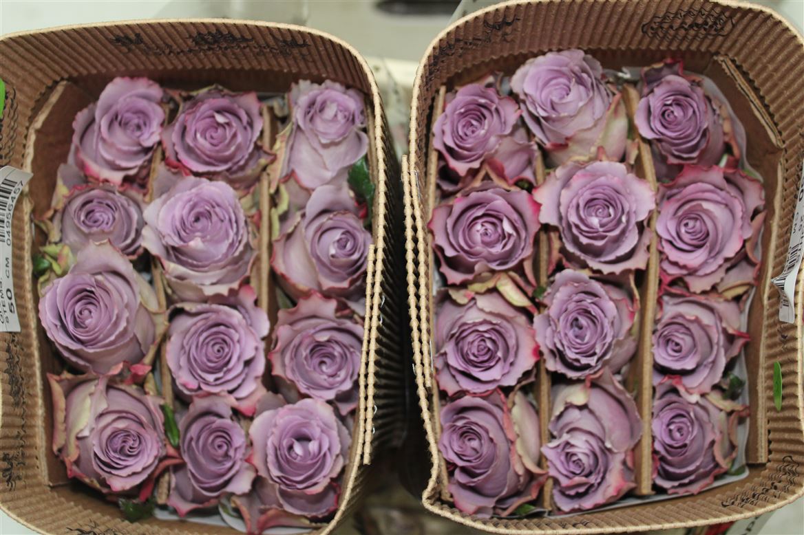 Rosa Gr Ec Grey Knights 60 cm