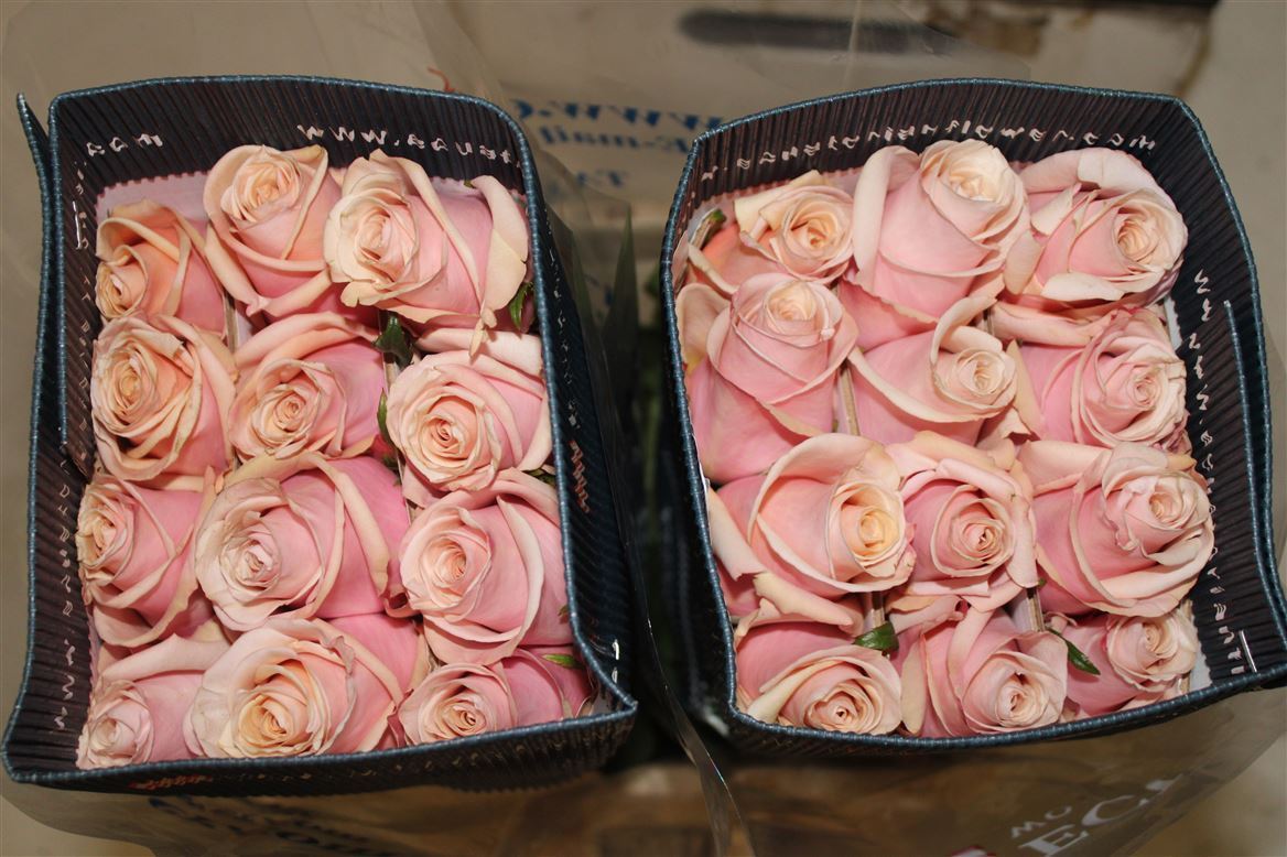 Rosa Gr Ec Mother Of Pearl 70 cm