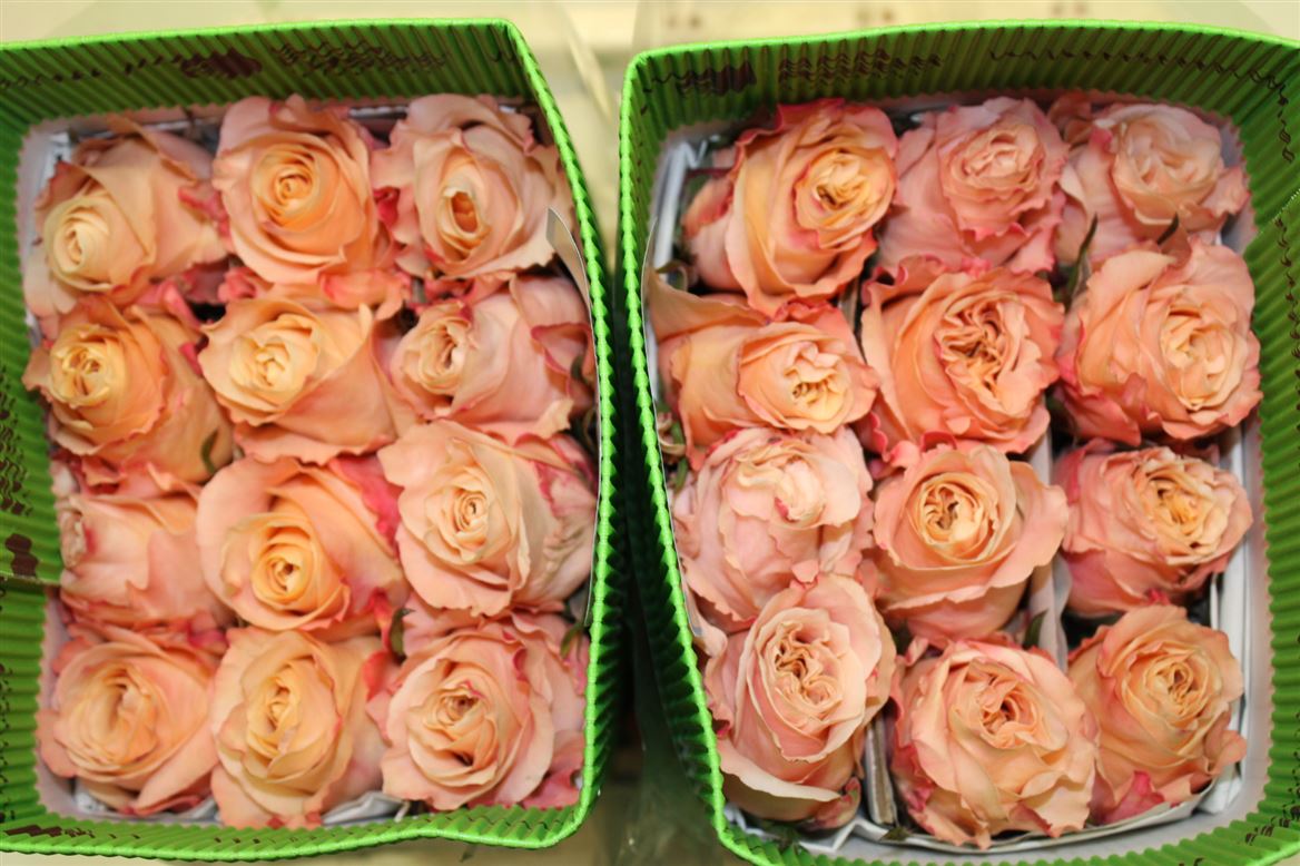 Rosa Gr Ec Shimmer 80 cm