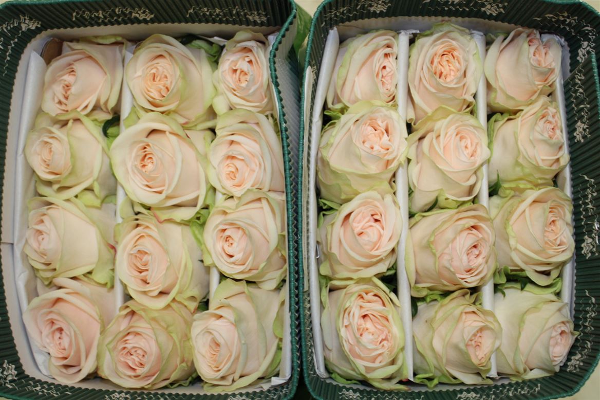 Rosa Gar Spirit 40 cm