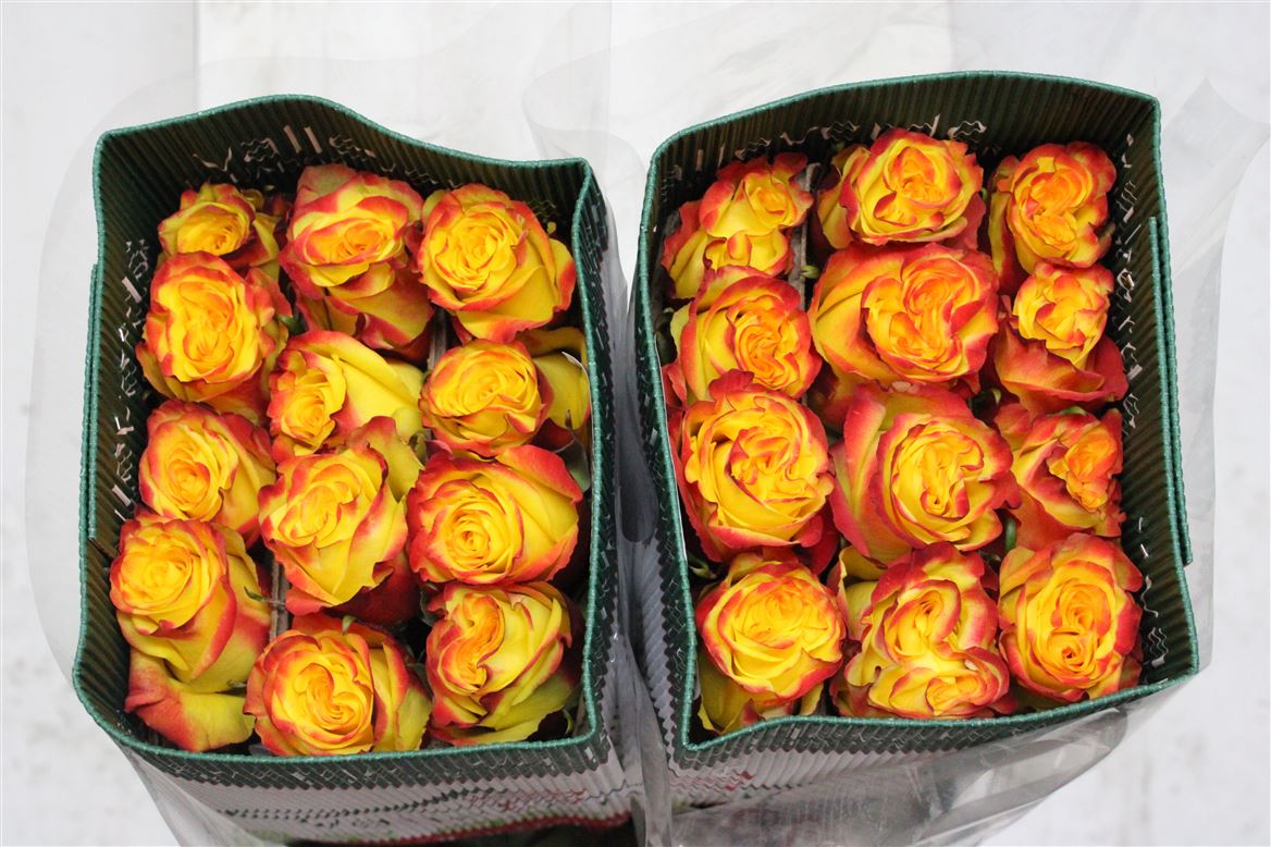 Rosa Gr Ec High & Yellow Magic 40 cm