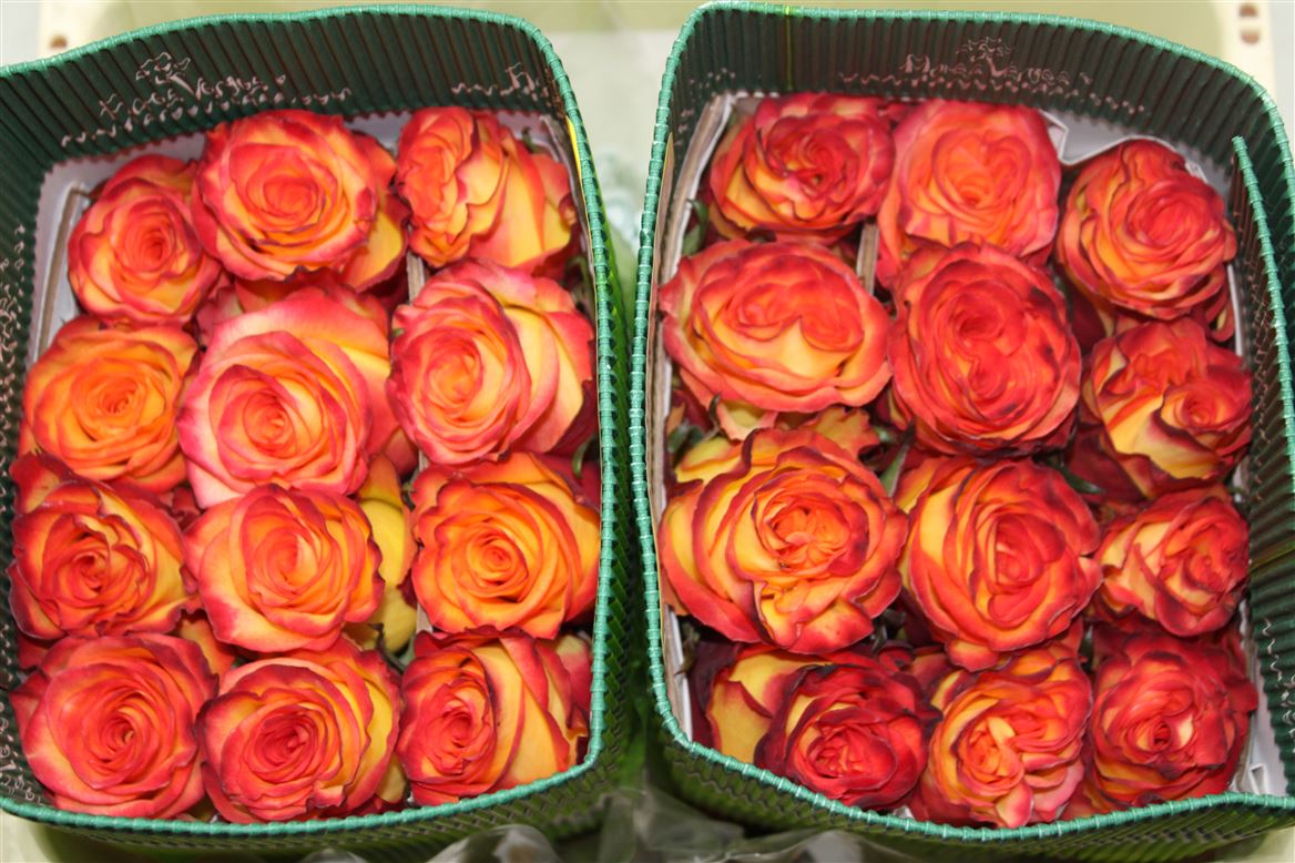 Rosa Gr Ec High & Magic 50 cm