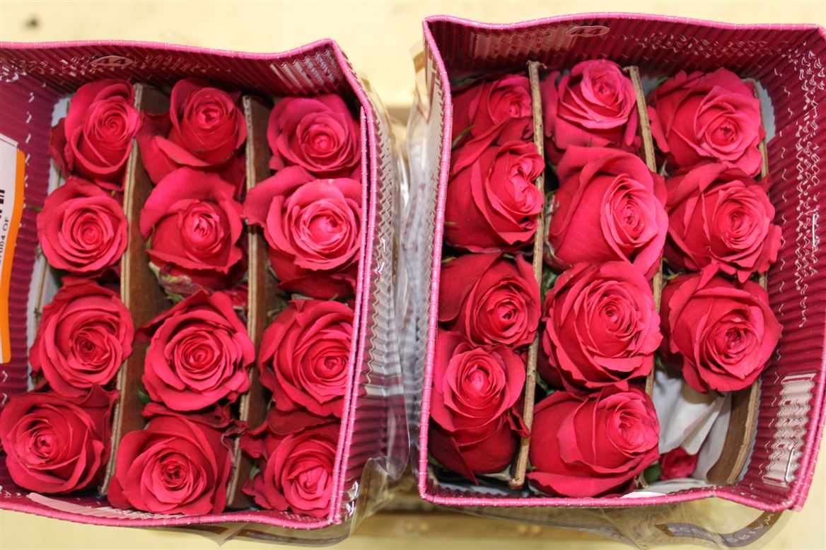 Rosa Gr Ec Cherry O! 60 cm