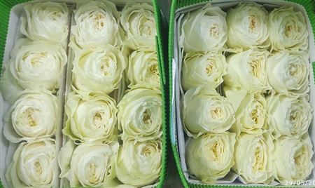 Rosa Gr Ec Cold Play 80 cm