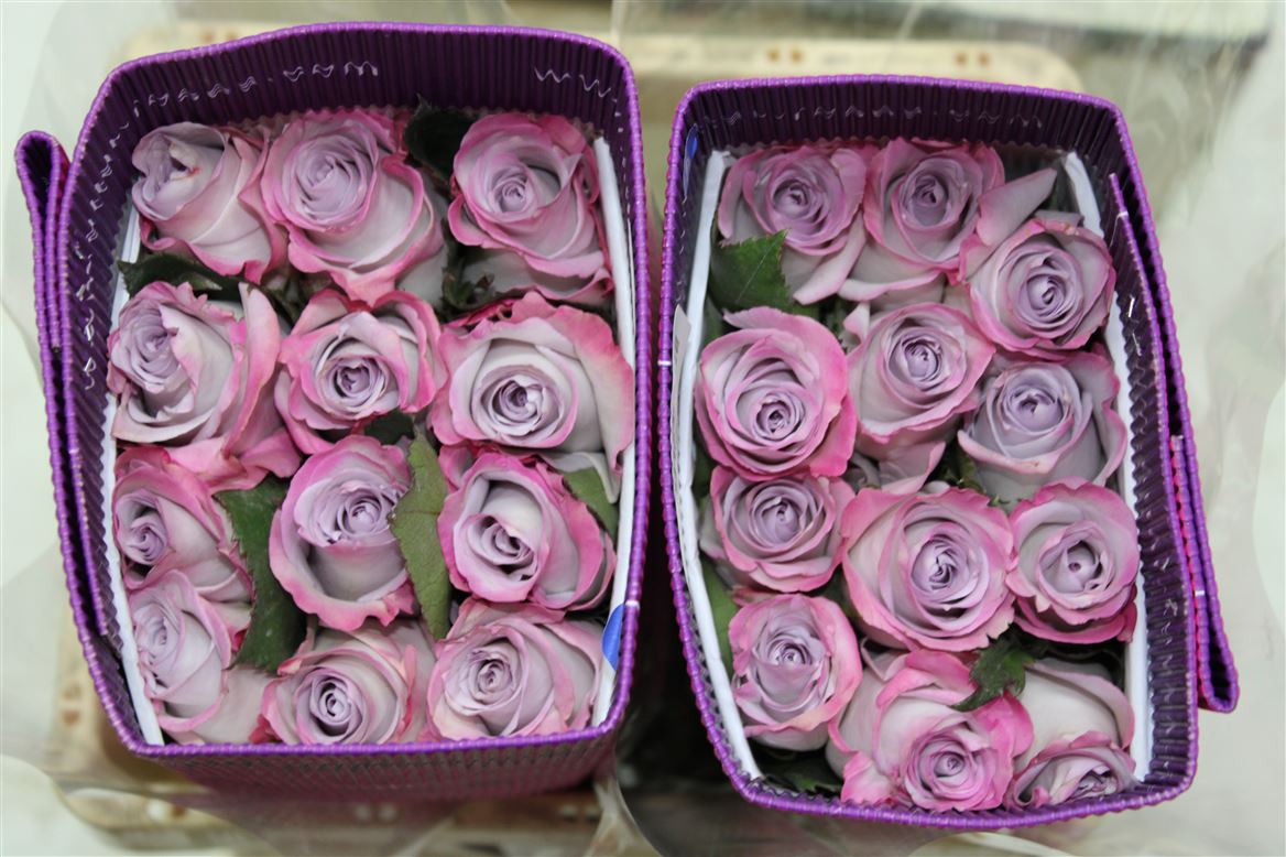 Rosa Gr Ec Purple Haze 50 cm