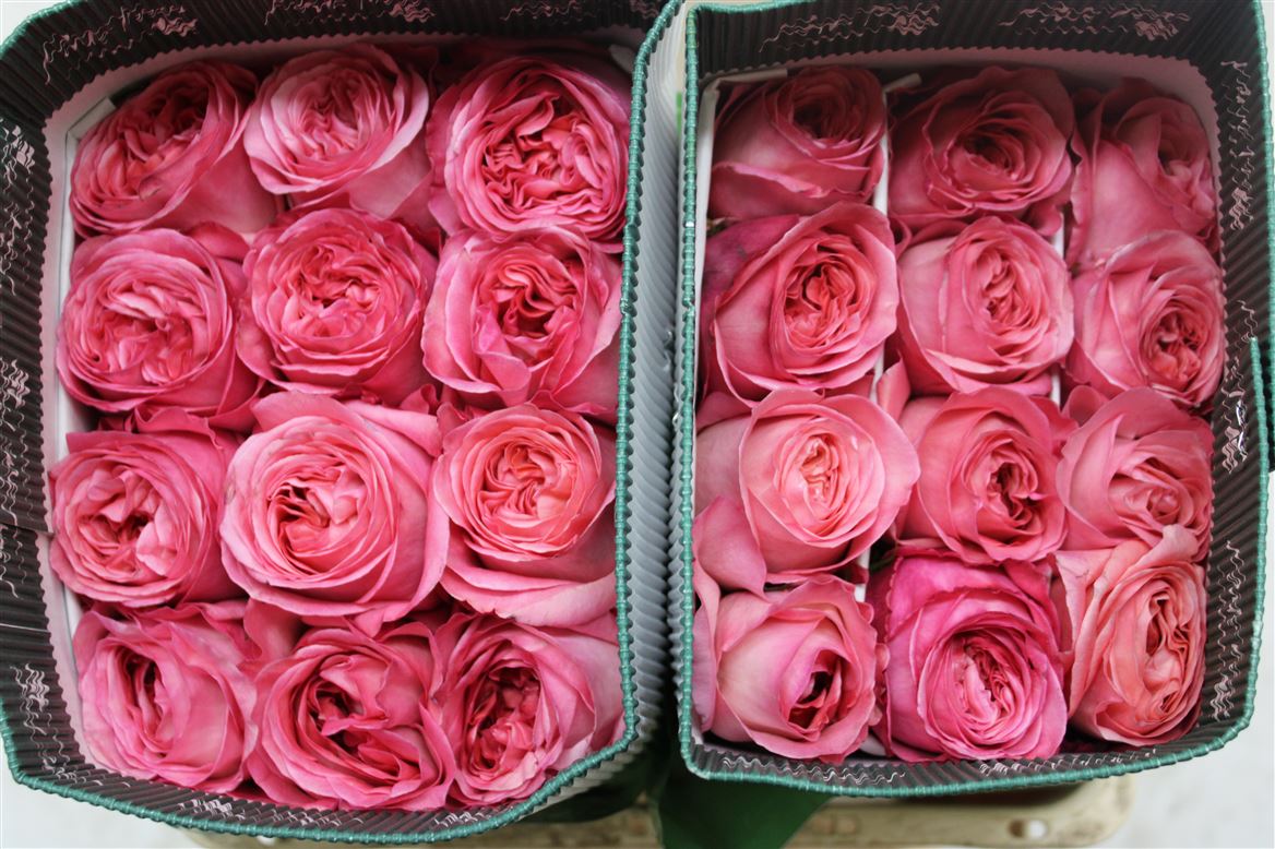 Rosa Gr Ec Pink X- Pression 40 cm