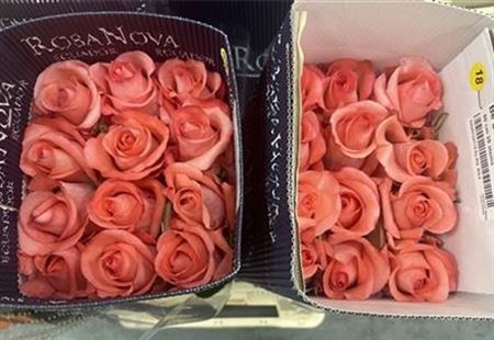 Rosa Gr Ec Be Sweet 70 cm