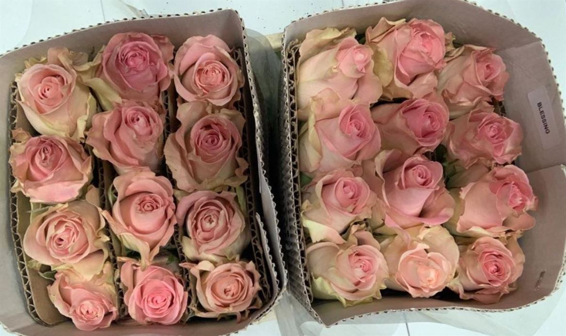 Rosa Gr Ec Blessing 60 cm