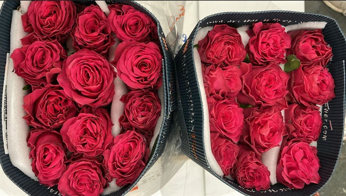 Rosa Gr Ec Full Monty 60 cm