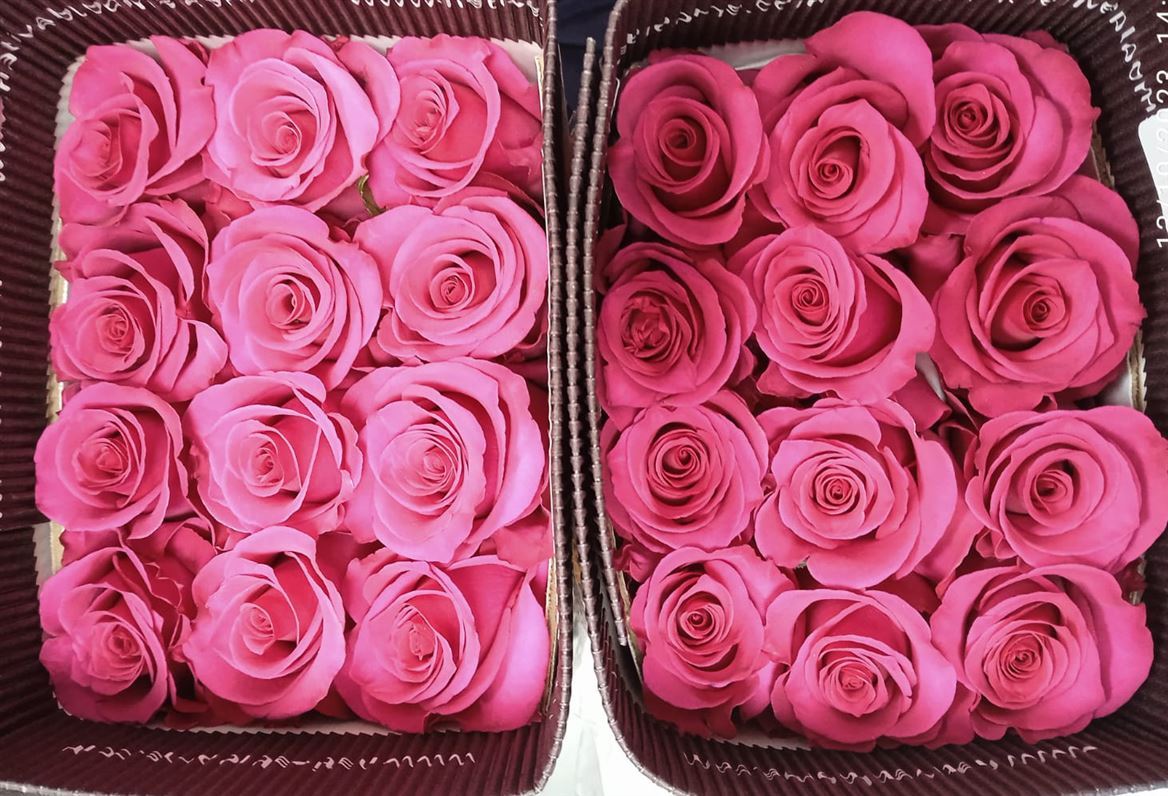 Rosa Gr Ec Hot Princess 60 cm