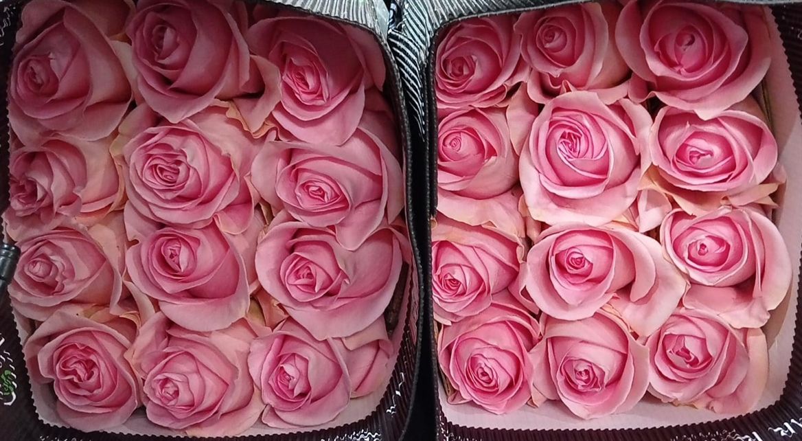 Rosa Gr Ec Luciano 50 cm