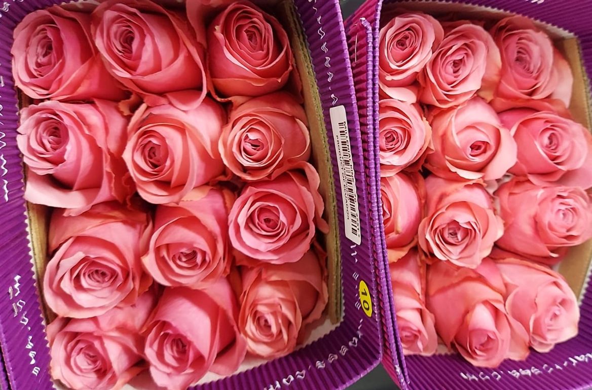 Rosa Gr Ec Millenial Pink 60 cm