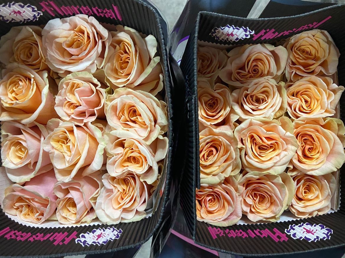 Rosa Gr Ec Phoenix 60 cm