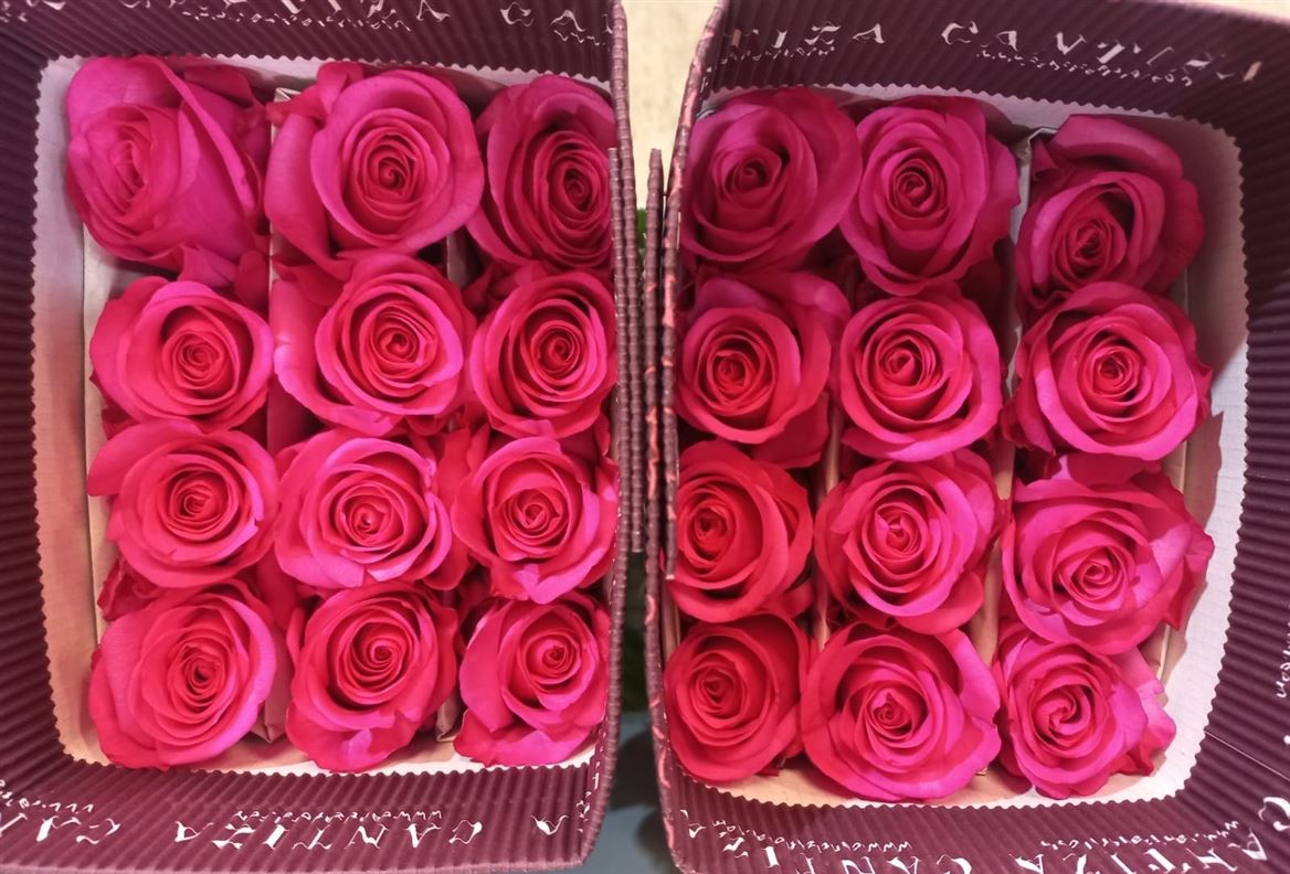 Rosa Gr Ec Stiletto 50 cm