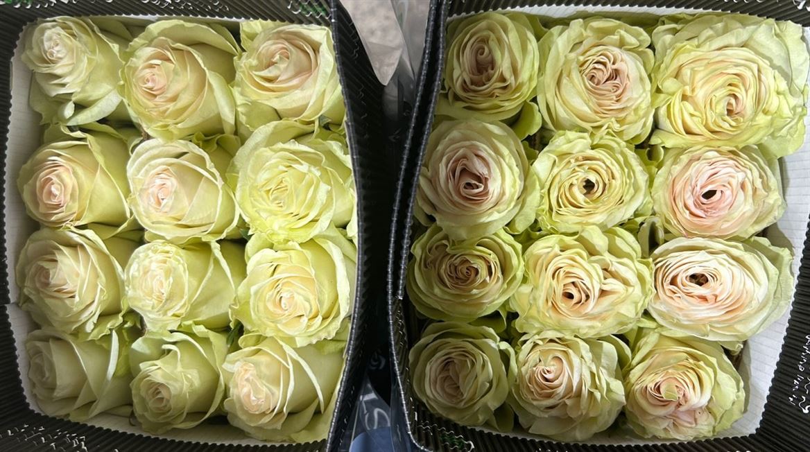 Rosa Gr Ec Sweet Memory 50 cm