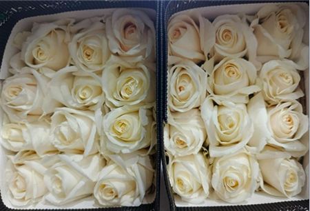 Rosa Gr Ec White Chocolate 60 cm