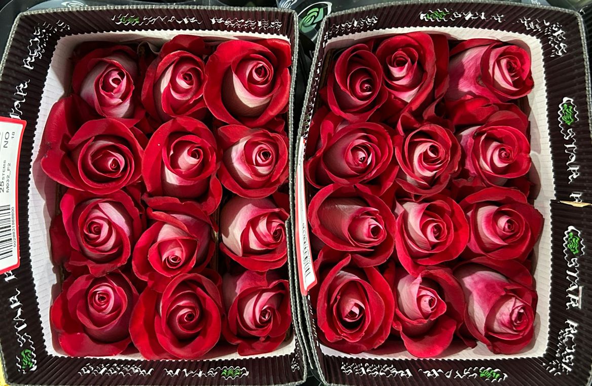 Rosa Gr Ec Bluez 70 cm