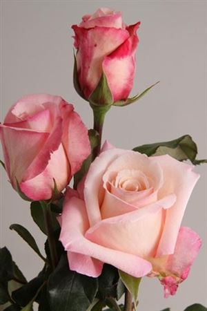 Rosa Gr Ec Anna 50 cm