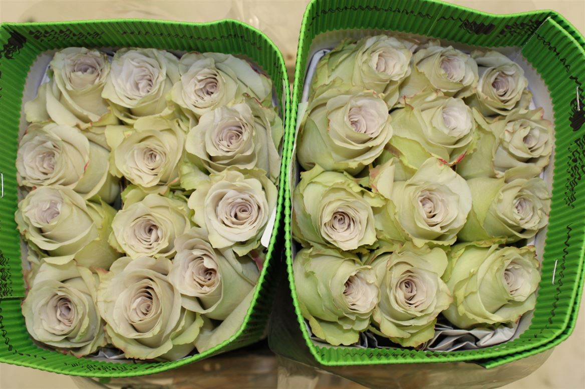 Rosa Gr Ec Early Grey 40 cm