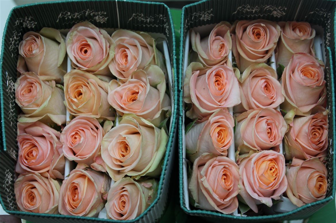 Rosa Gr Ec Tiffany 40 cm