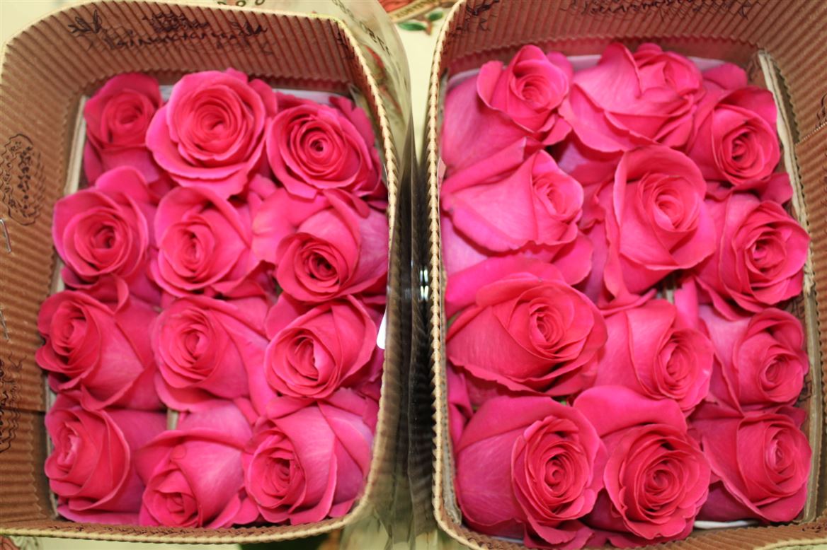 Rosa Gr Ec Pink Floyd 70 cm